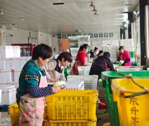 <b>贵州仁怀：黔蔬 15小时鲜达粤港澳餐桌</b>